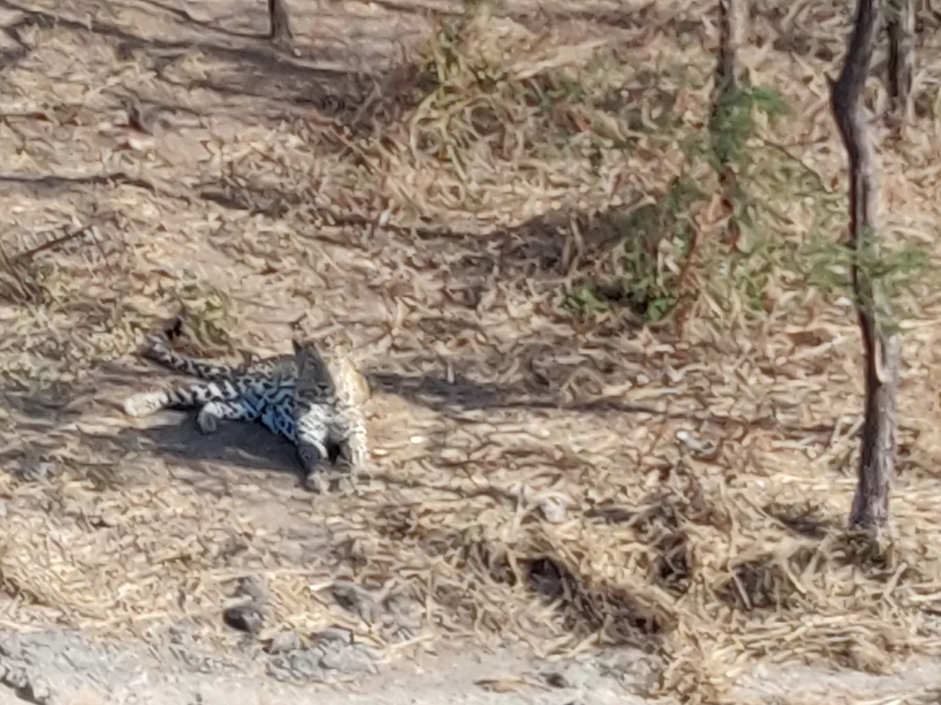 Photo of Gir National Park By Nikhil Bhati