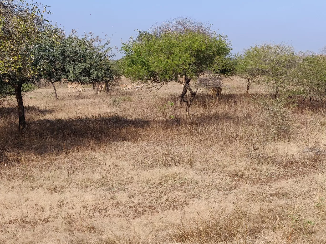 Photo of Gir National Park By Nikhil Bhati