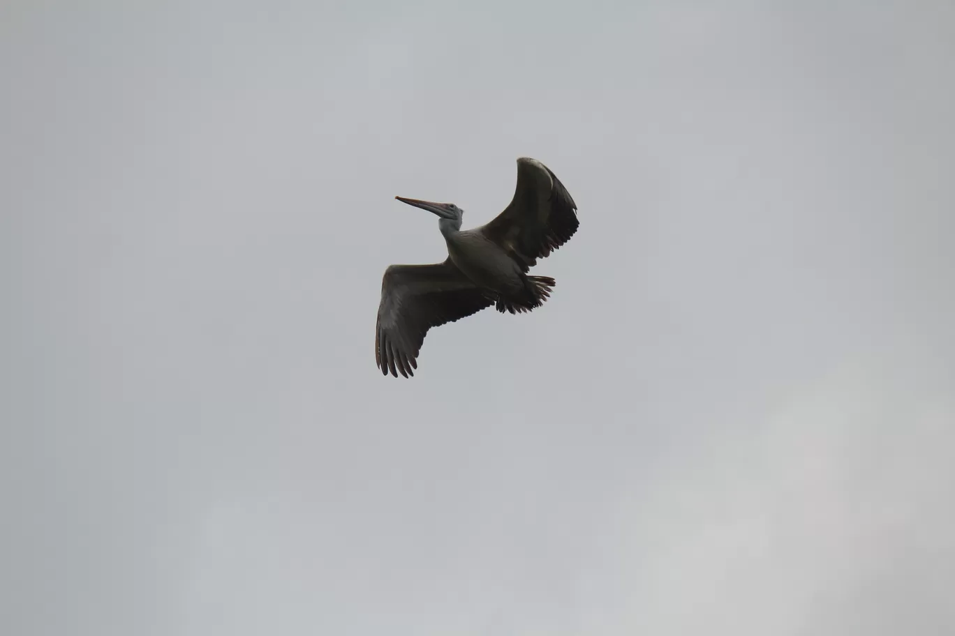 Photo of Pulicat Bird Sanctuary By Trekking CrabAries