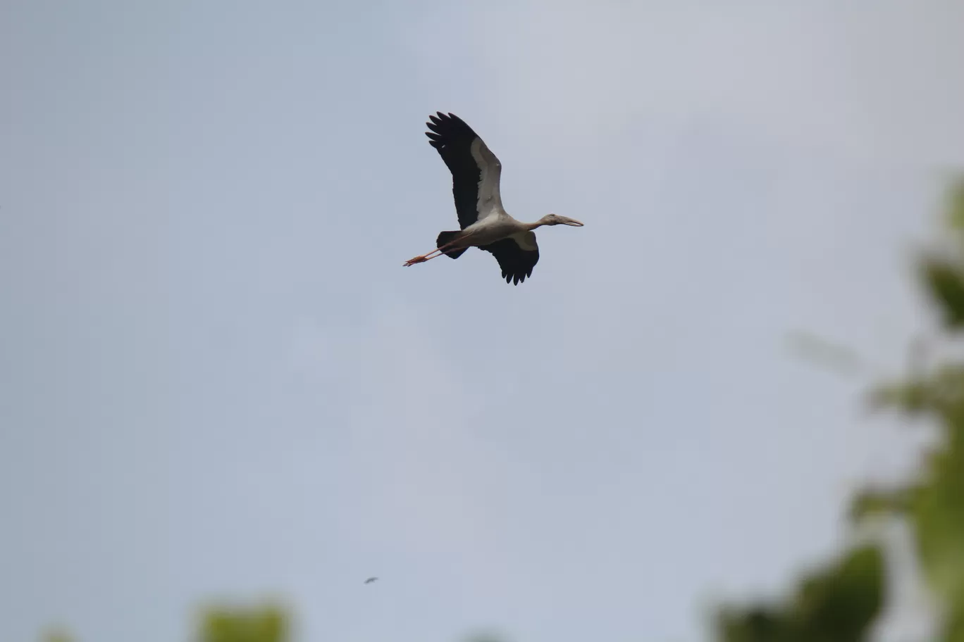 Photo of Pulicat Bird Sanctuary By Trekking CrabAries