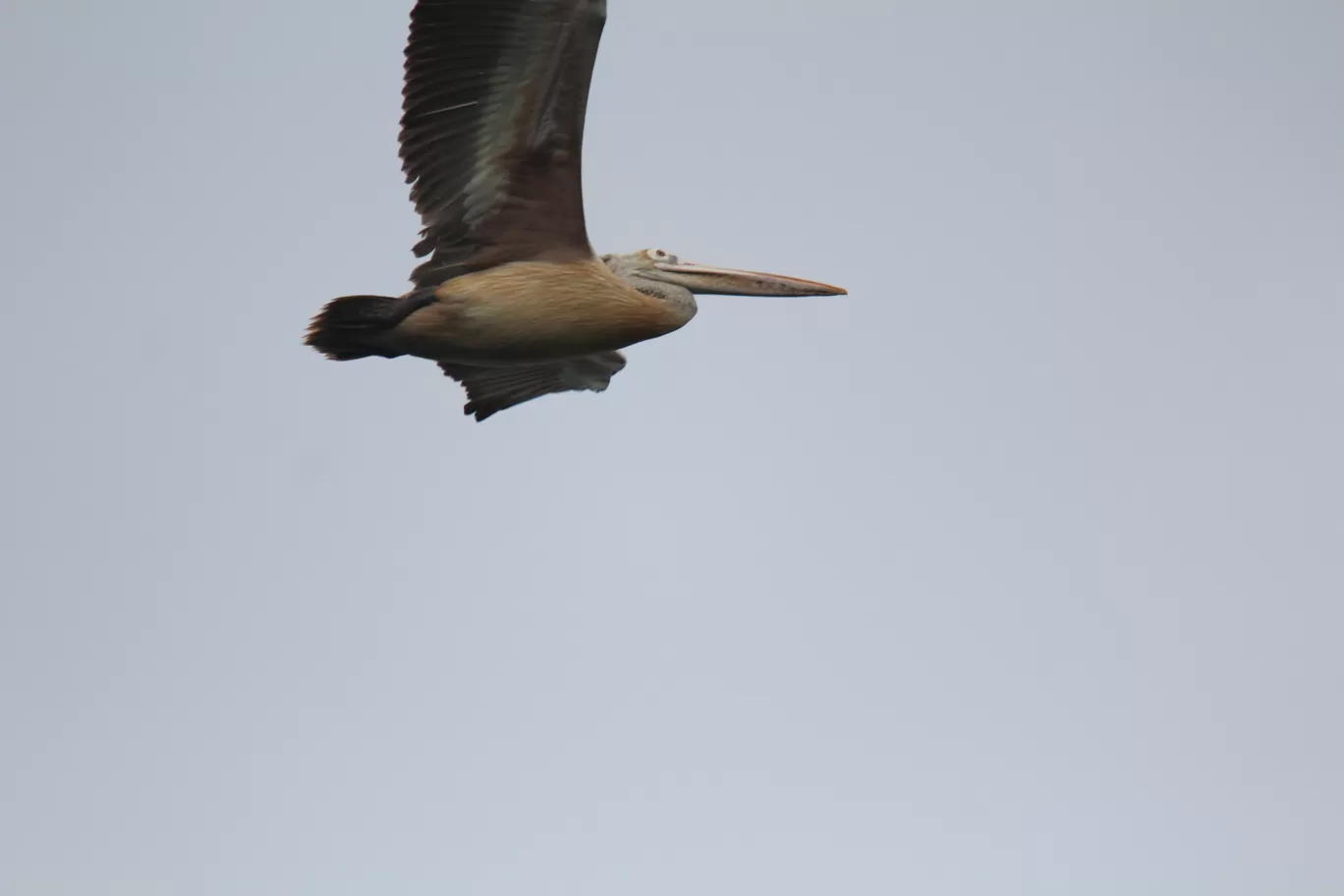 Photo of Pulicat Bird Sanctuary By Trekking CrabAries