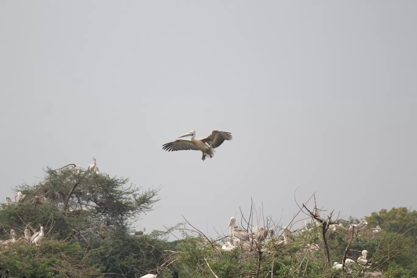Photo of Pulicat Bird Sanctuary By Trekking CrabAries