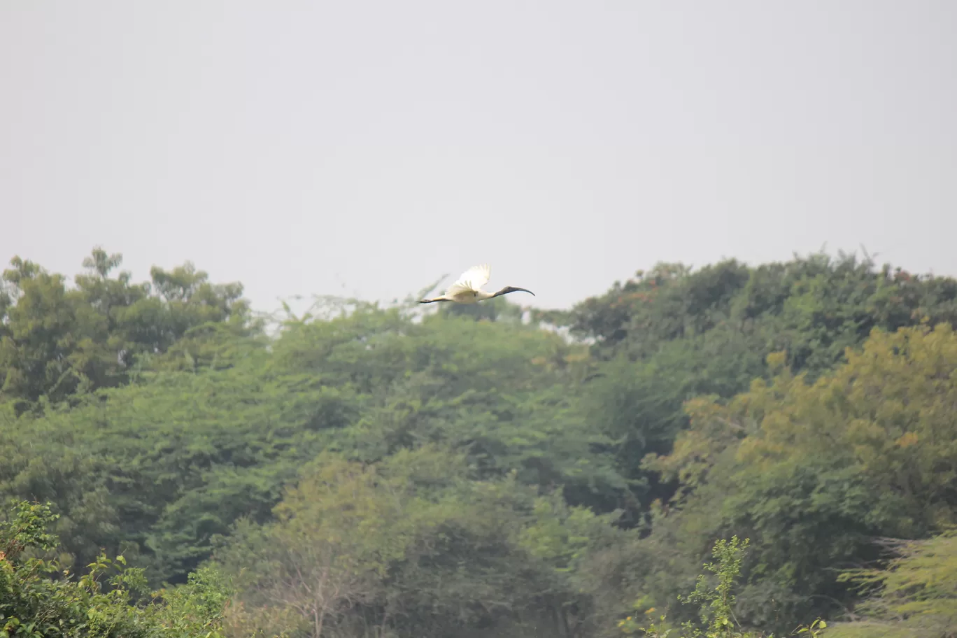 Photo of Pulicat Bird Sanctuary By Trekking CrabAries