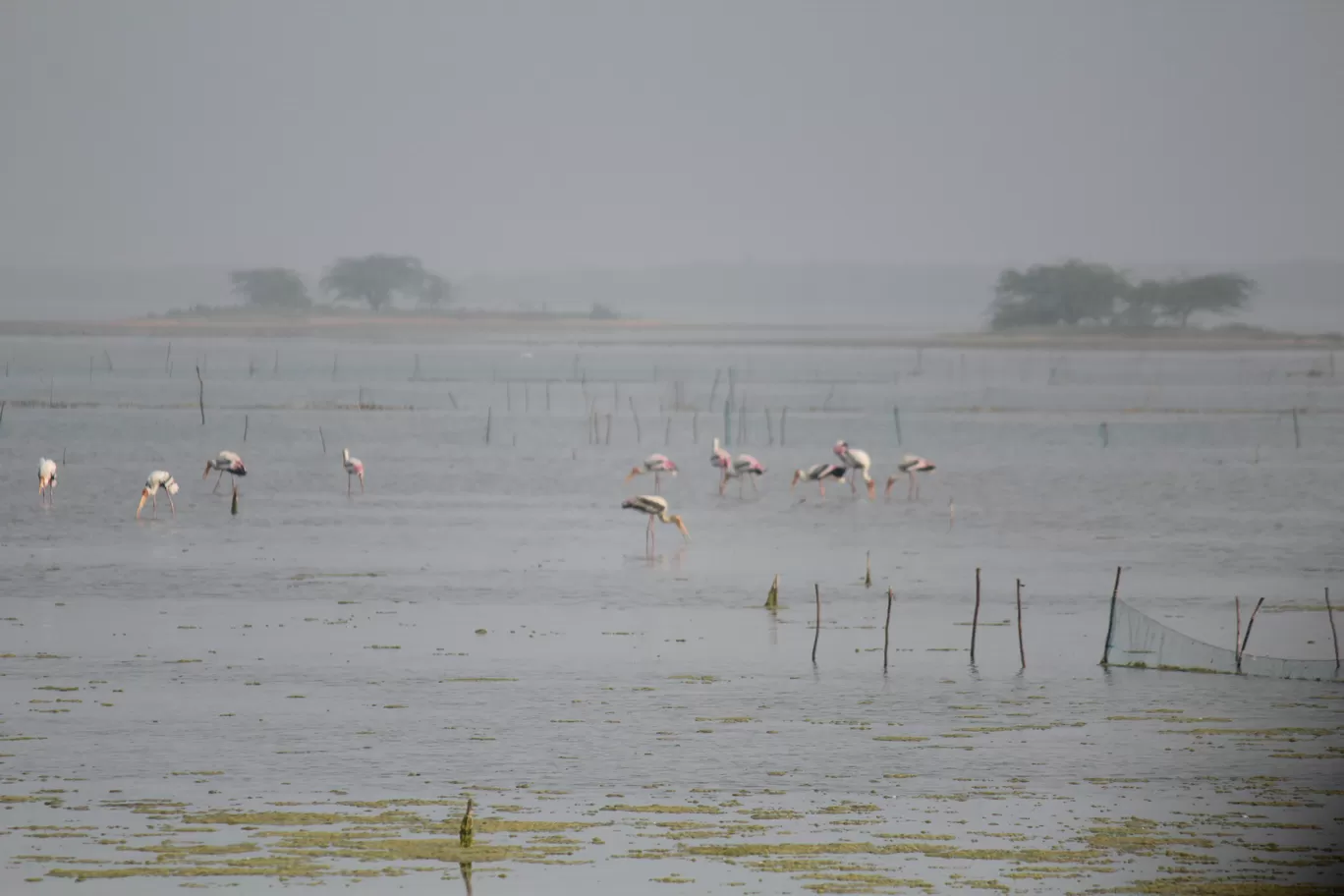 Photo of Pulicat Bird Sanctuary By Trekking CrabAries