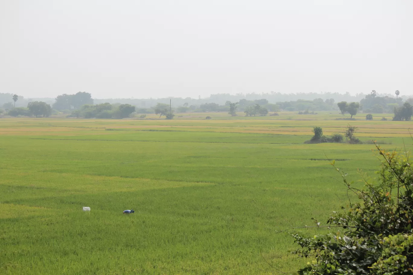 Photo of Pulicat Bird Sanctuary By Trekking CrabAries