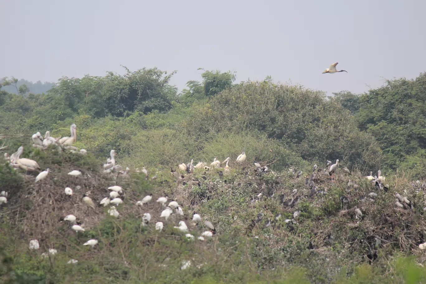 Photo of Pulicat Bird Sanctuary By Trekking CrabAries