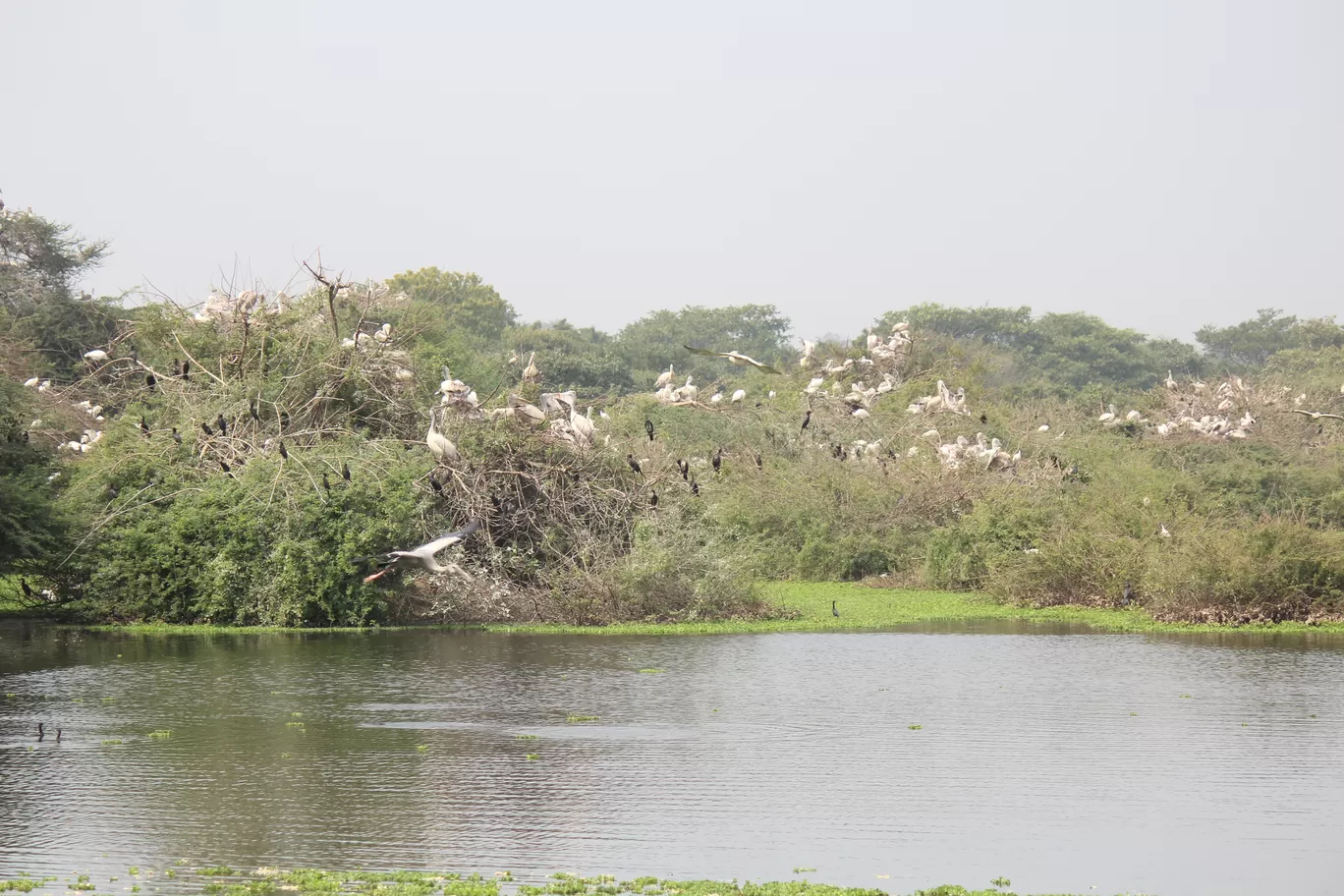 Photo of Pulicat Bird Sanctuary By Trekking CrabAries