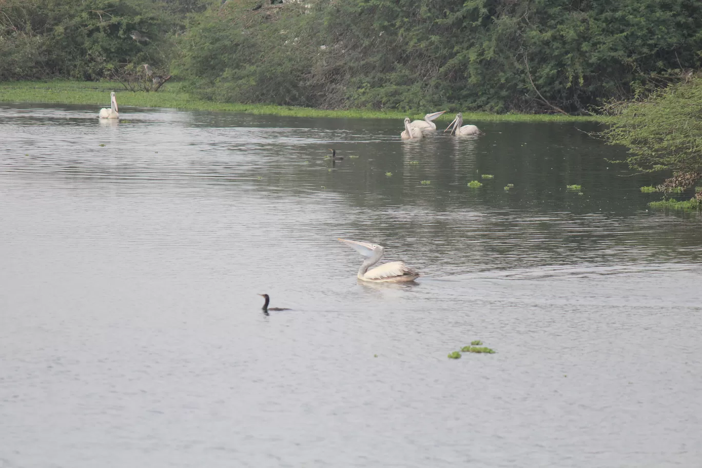 Photo of Pulicat Bird Sanctuary By Trekking CrabAries