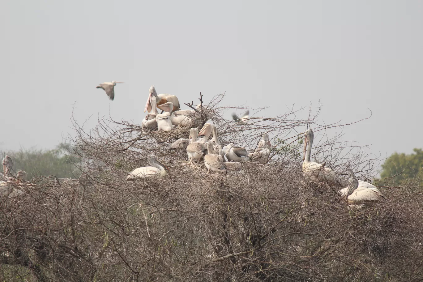 Photo of Pulicat Bird Sanctuary By Trekking CrabAries