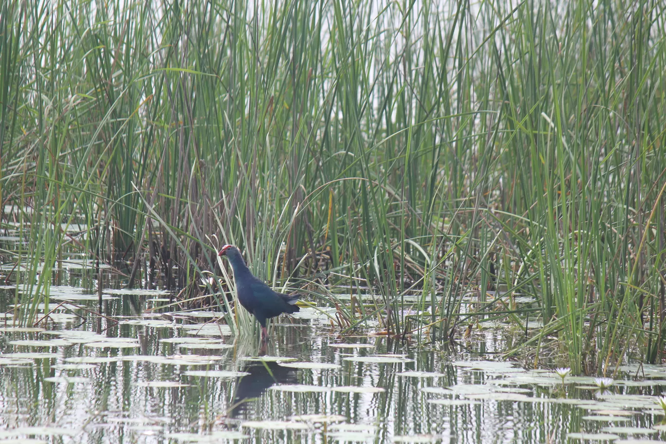 Photo of Pulicat Bird Sanctuary By Trekking CrabAries