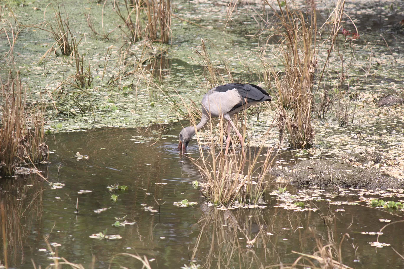 Photo of Pulicat Bird Sanctuary By Trekking CrabAries