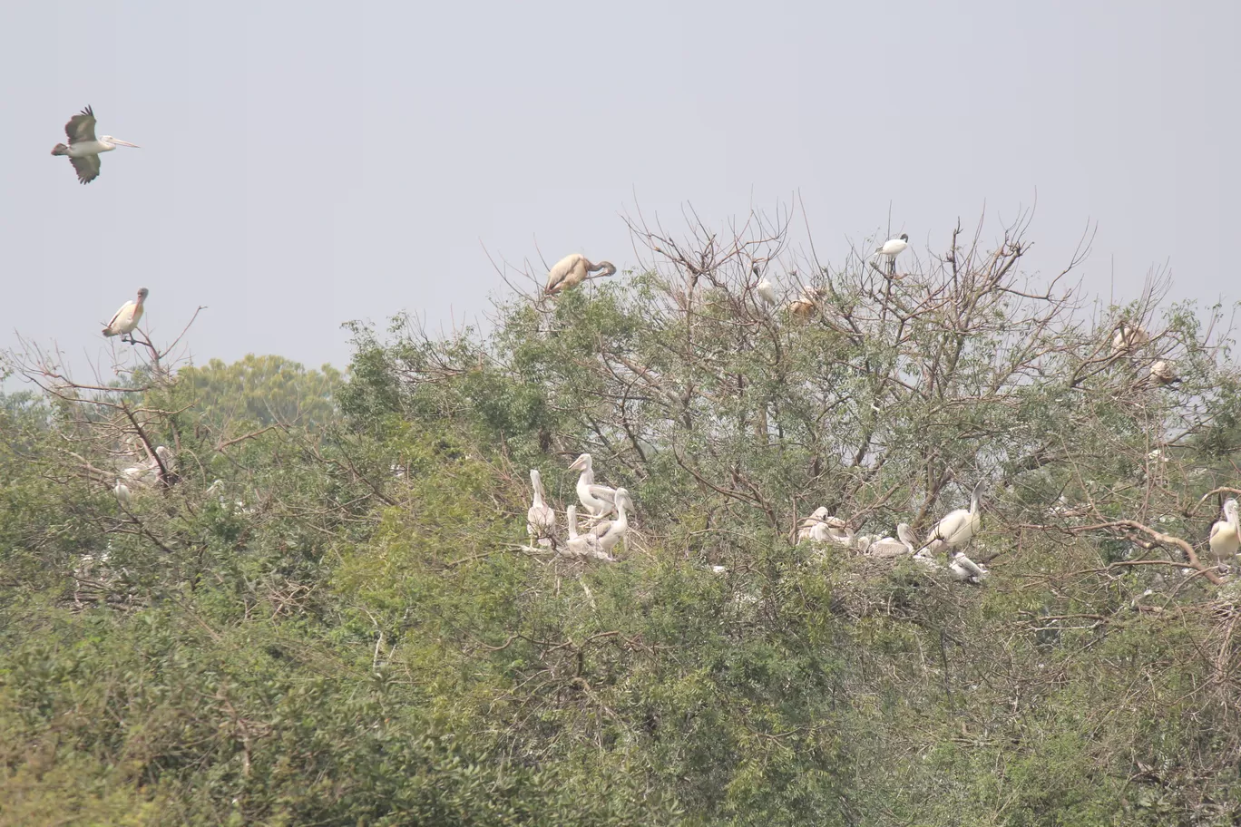 Photo of Pulicat Bird Sanctuary By Trekking CrabAries