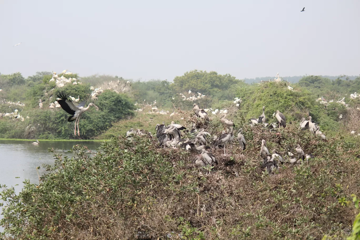 Photo of Pulicat Bird Sanctuary By Trekking CrabAries