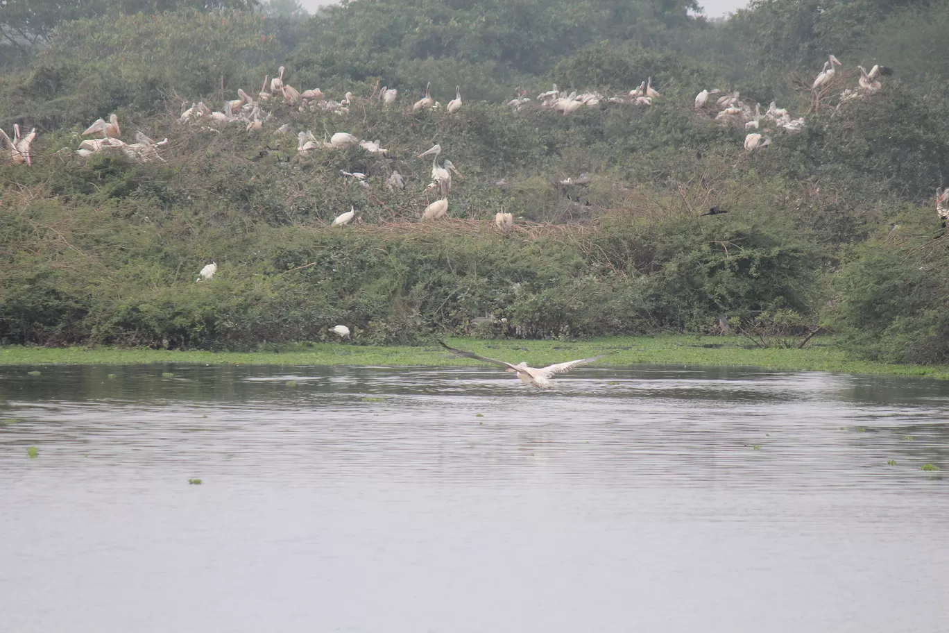 Photo of Pulicat Bird Sanctuary By Trekking CrabAries