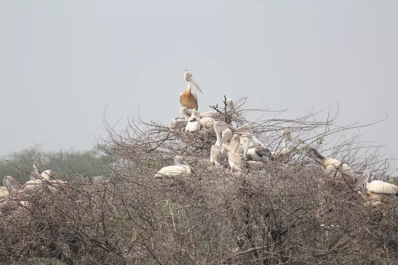 Photo of Pulicat Bird Sanctuary By Trekking CrabAries
