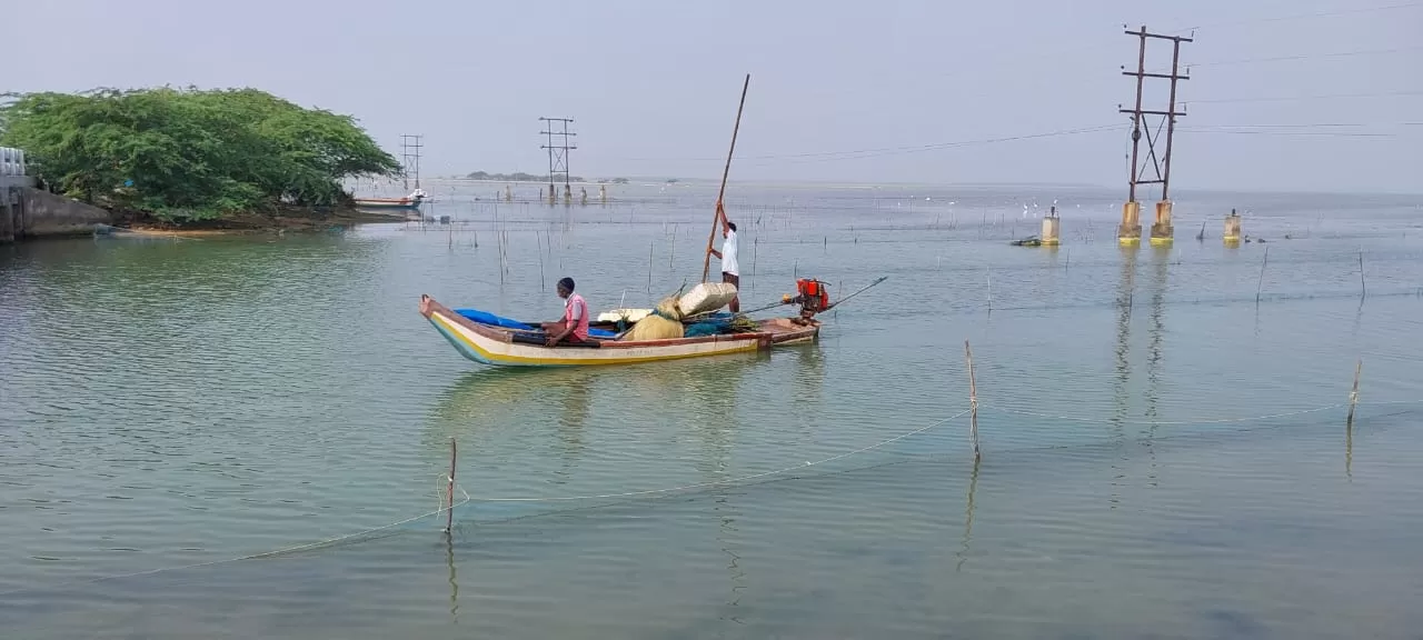 Photo of Pulicat Bird Sanctuary By Trekking CrabAries