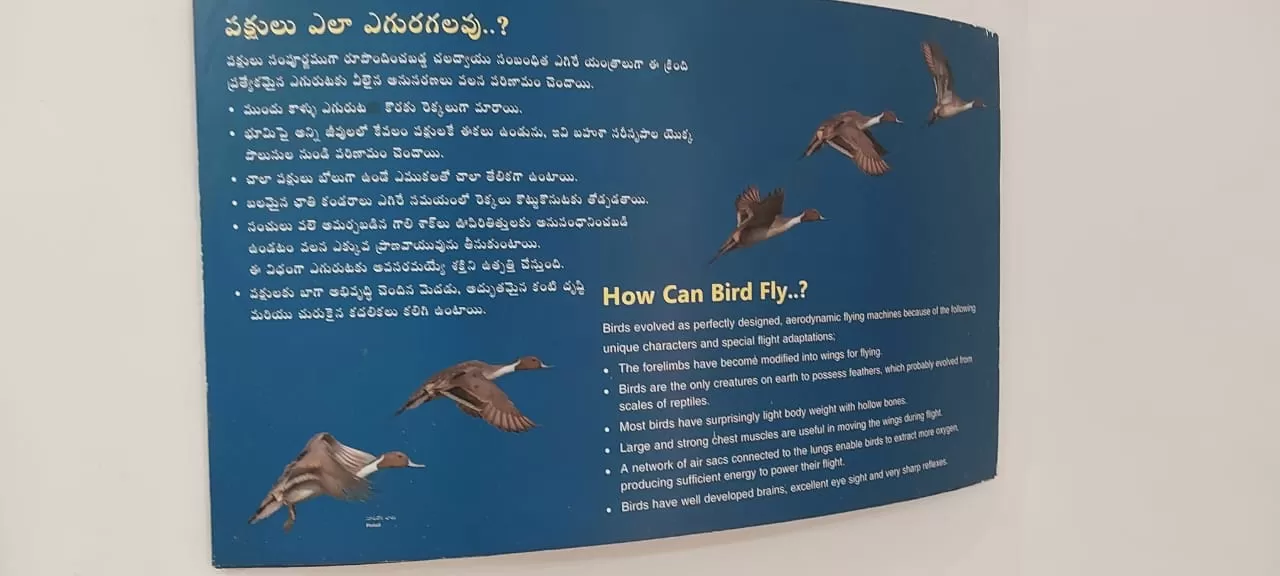 Photo of Pulicat Bird Sanctuary By Trekking CrabAries