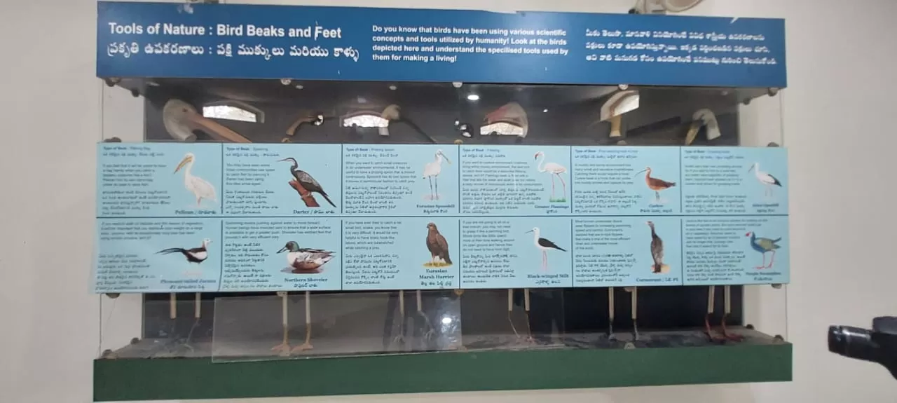 Photo of Pulicat Bird Sanctuary By Trekking CrabAries