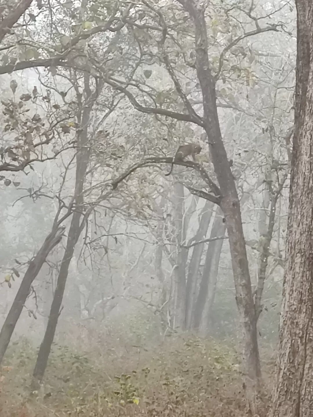 Photo of Kabini By Saurabh Gupta