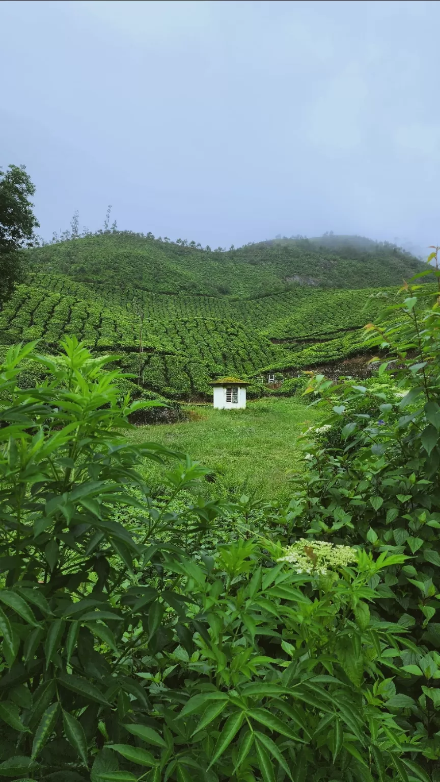 Photo of Munnar By Arun M