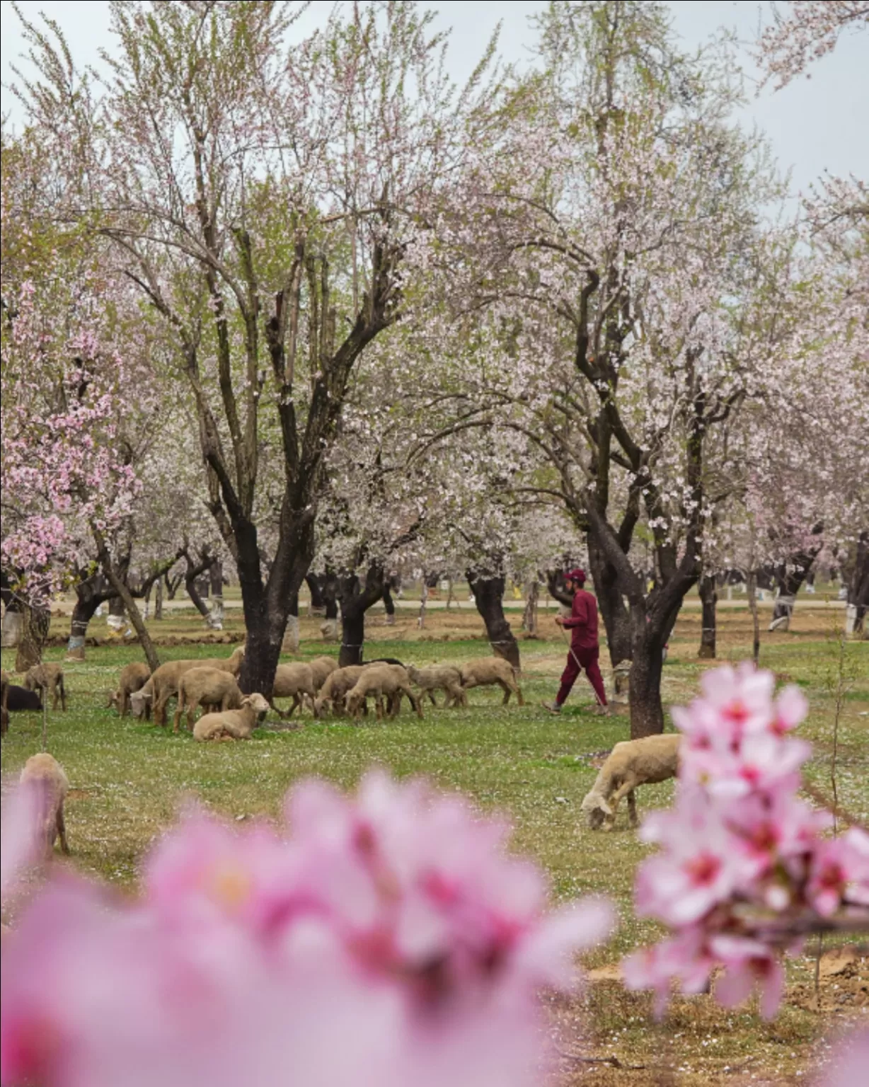 Photo of Newa Pulwama By Basit Ali Lone
