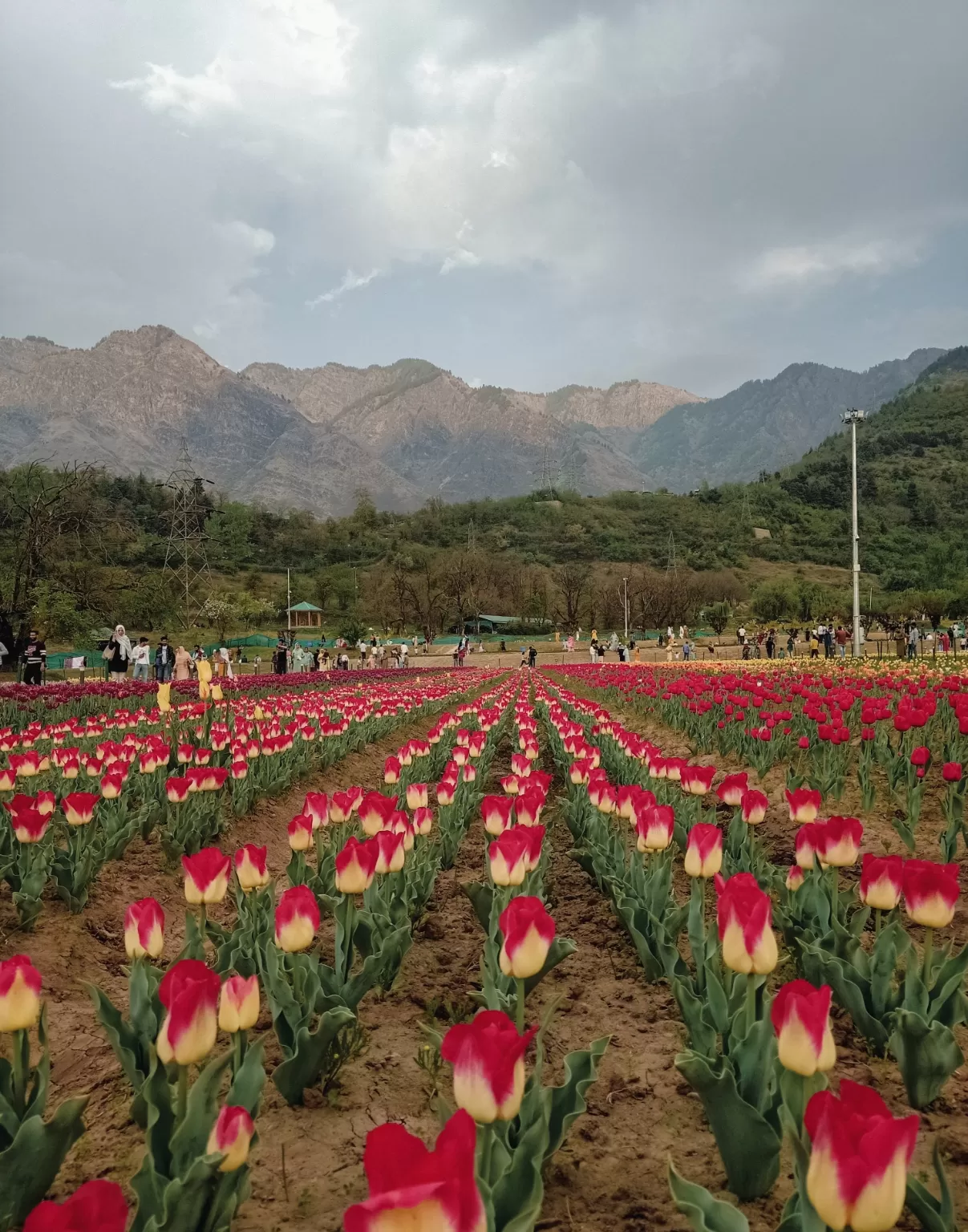 Photo of Tulip Garden By Basit Ali Lone