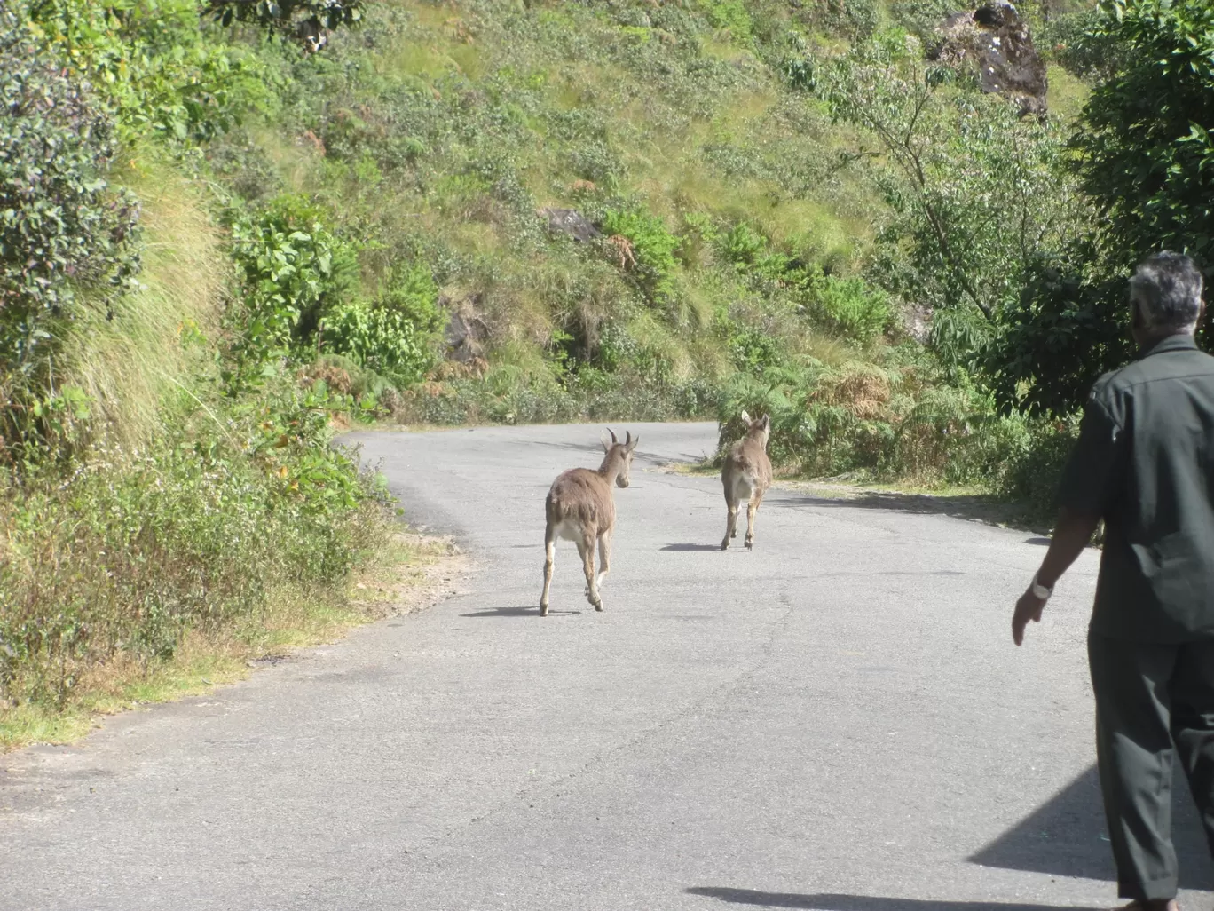 Photo of Eravikulam National Park By Harjit Singh 