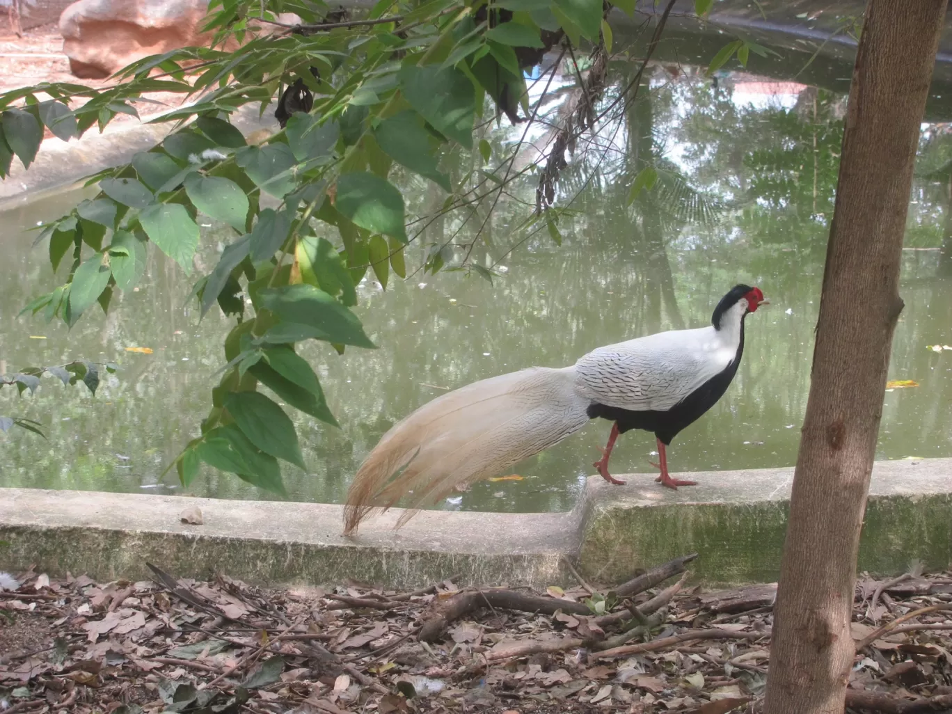 Photo of Karanji Lake - Park / Boating / Birds Sanctuary By Harjit Singh 