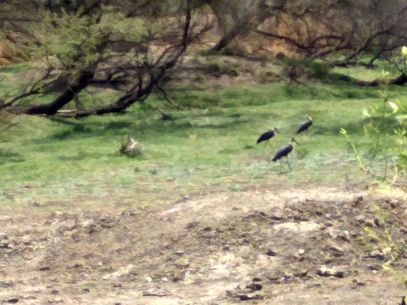 Photo of Keoladeo National Park By Harjit Singh 