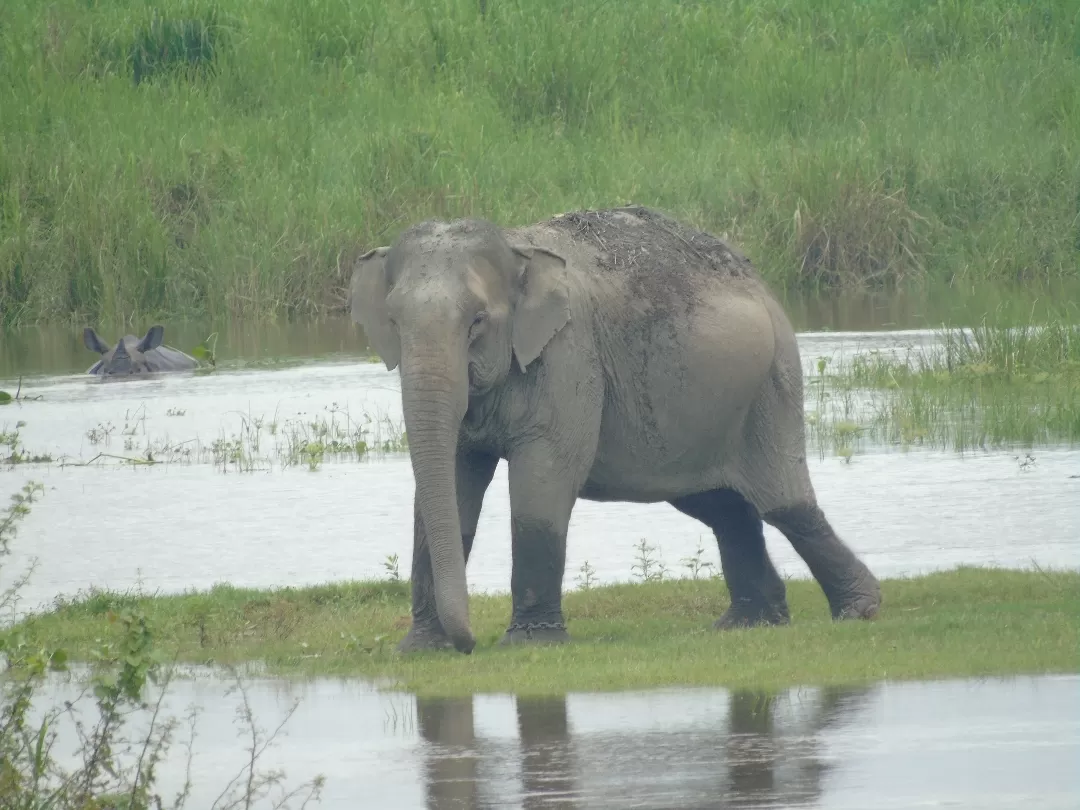 Photo of Kaziranga National Park By Harjit Singh 