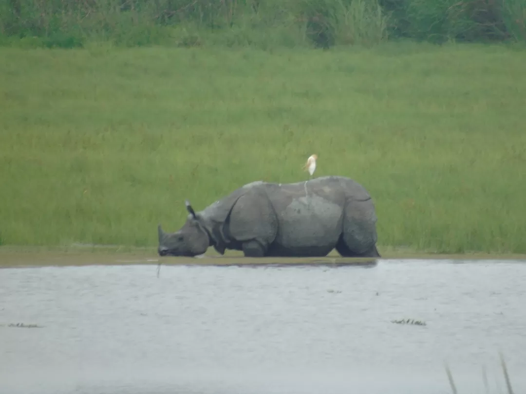 Photo of Kaziranga National Park By Harjit Singh 