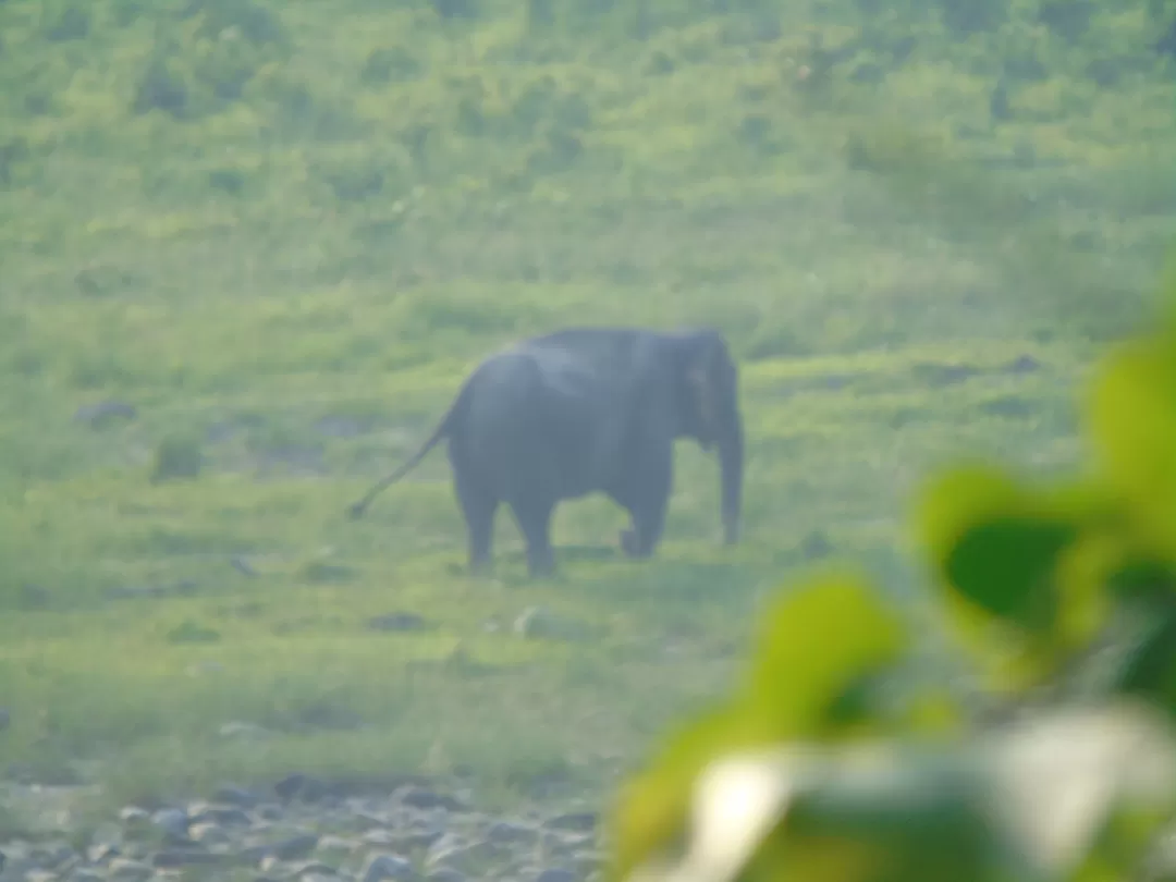 Photo of Royal Manas National Park By Harjit Singh 