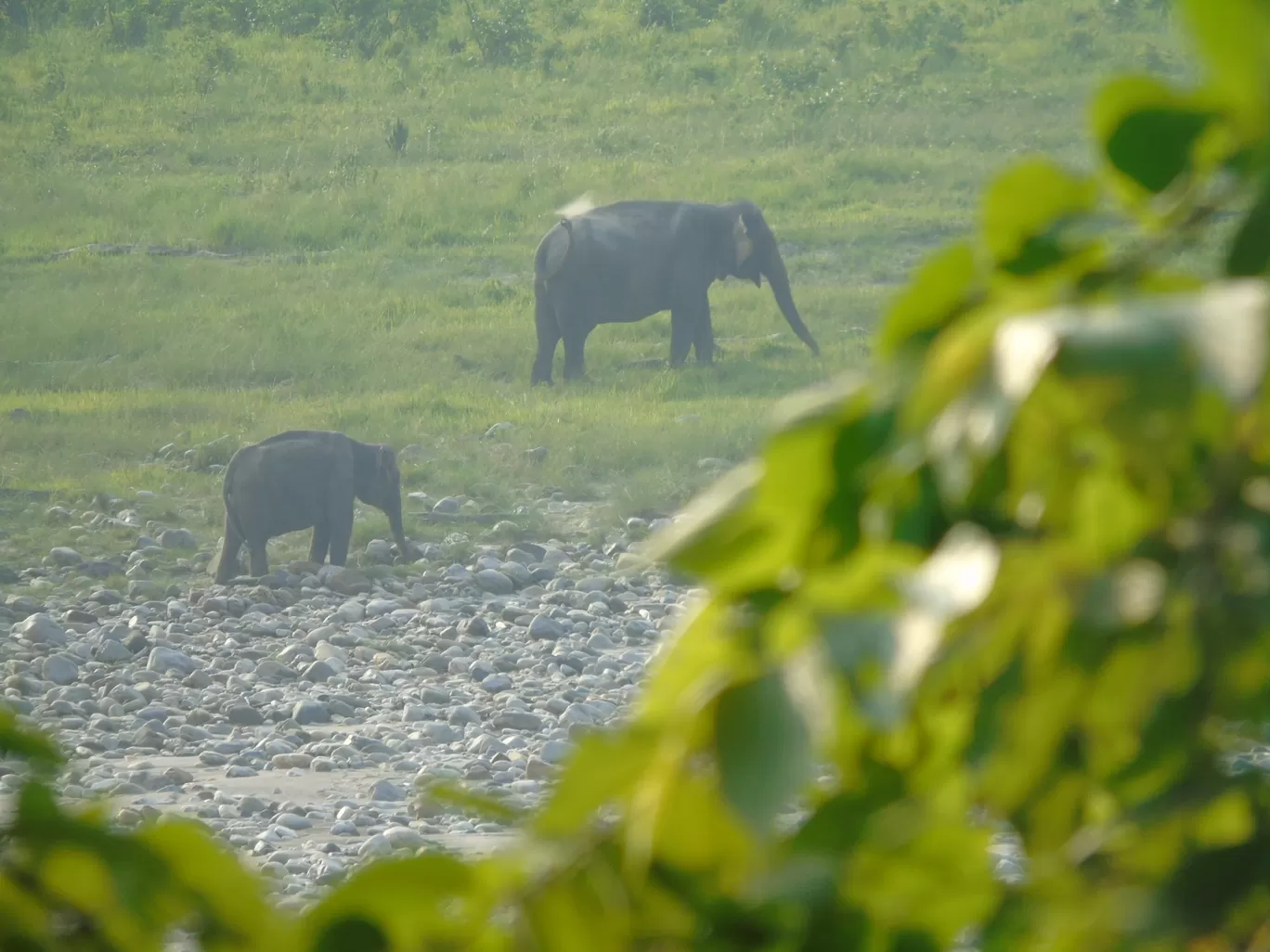 Photo of Royal Manas National Park By Harjit Singh 