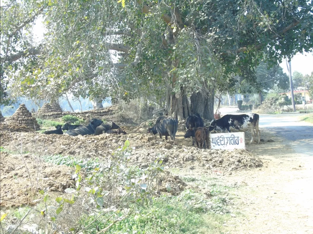 Photo of Lalton Kalan By Harjit Singh 