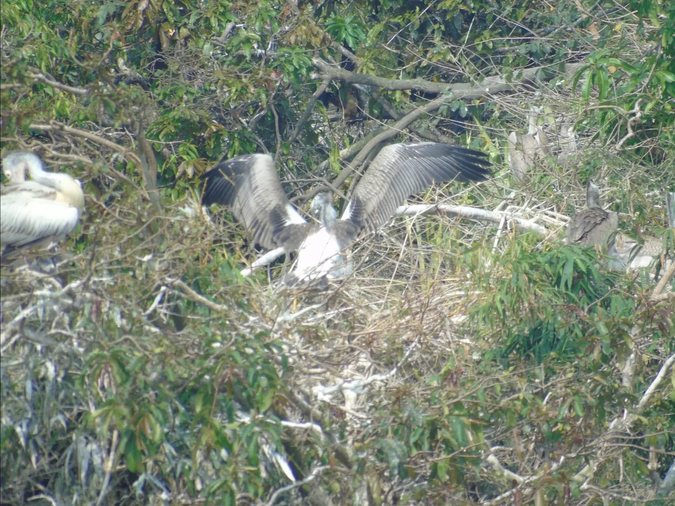 Photo of Ranganathittu Bird Sanctuary By Harjit Singh 