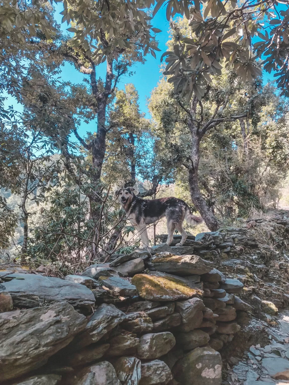 Photo of McLeod Ganj By Shreya Agarwal