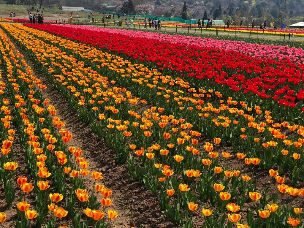 Photo of Jammu and Kashmir By Priti Tikle