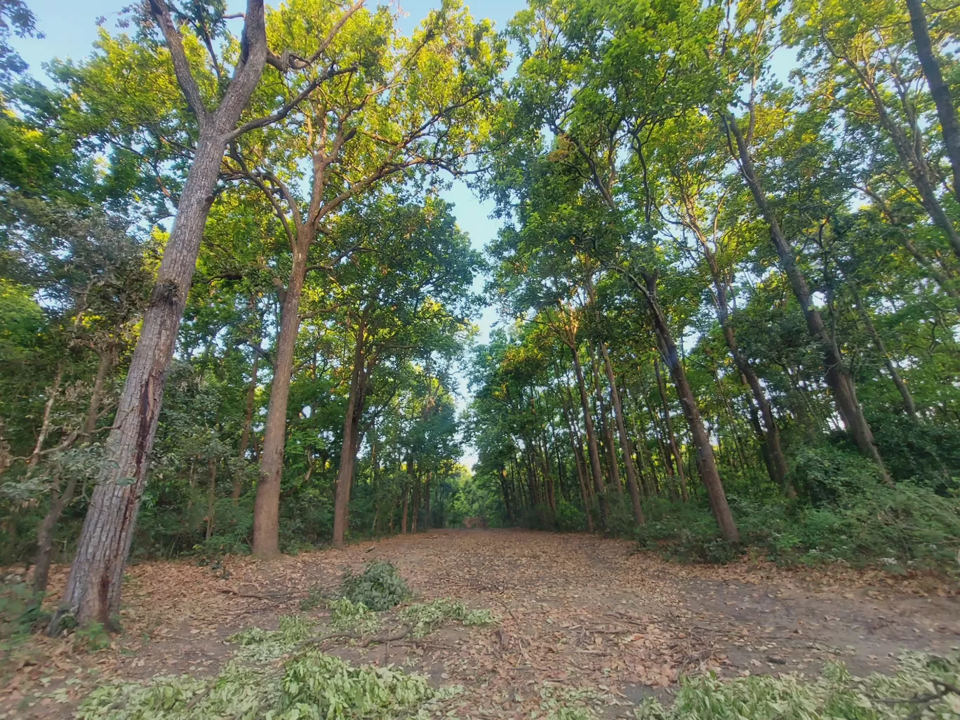 Photo of Sewla Khurd By SANJAY CHAUDHARY