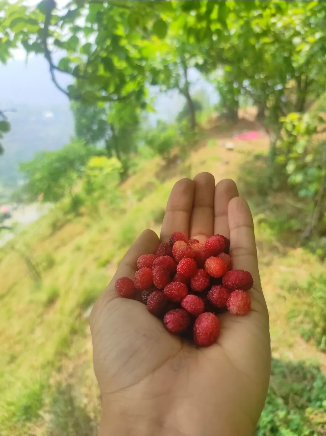 Photo of Bhimtal By Prabhat Kharkhodia