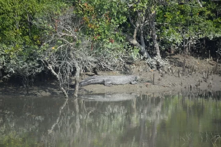 Photo of Sundarban By Dwaipayan Saha