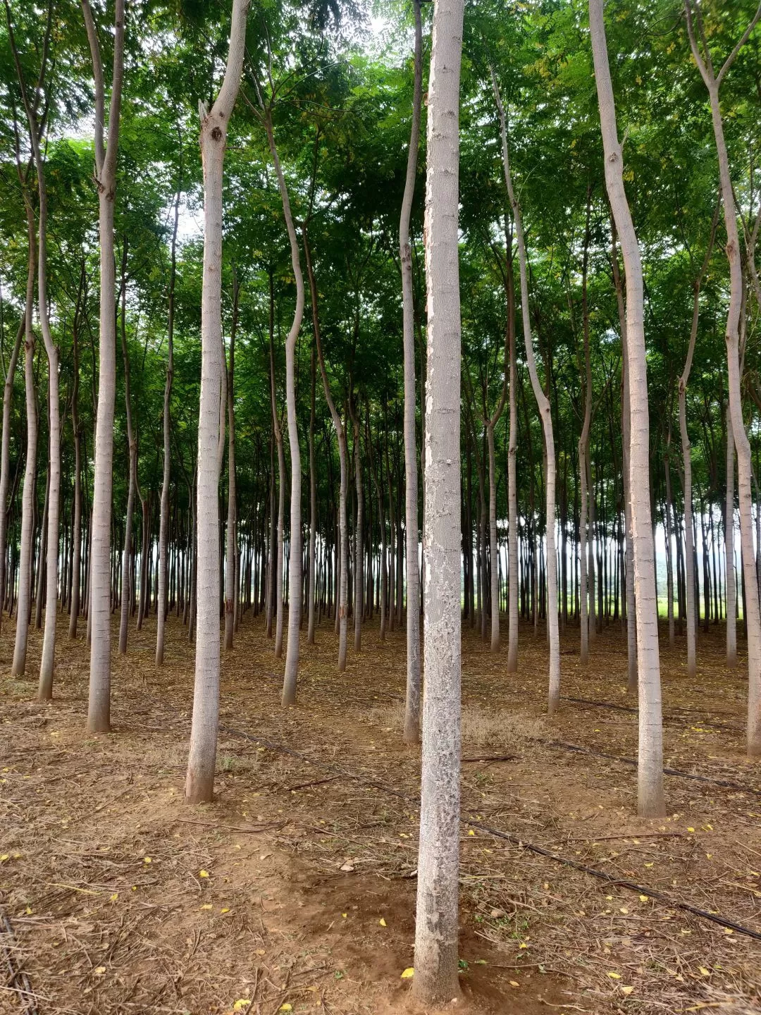 Photo of Polo Forest By Tejas Modi