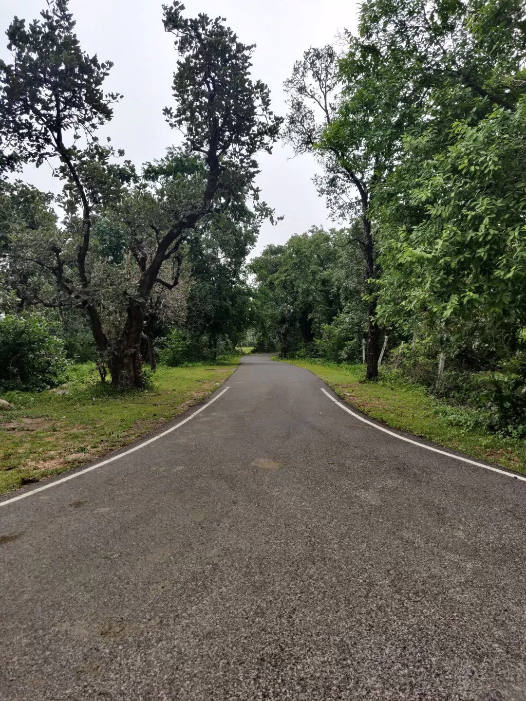 Photo of Polo Forest By Tejas Modi