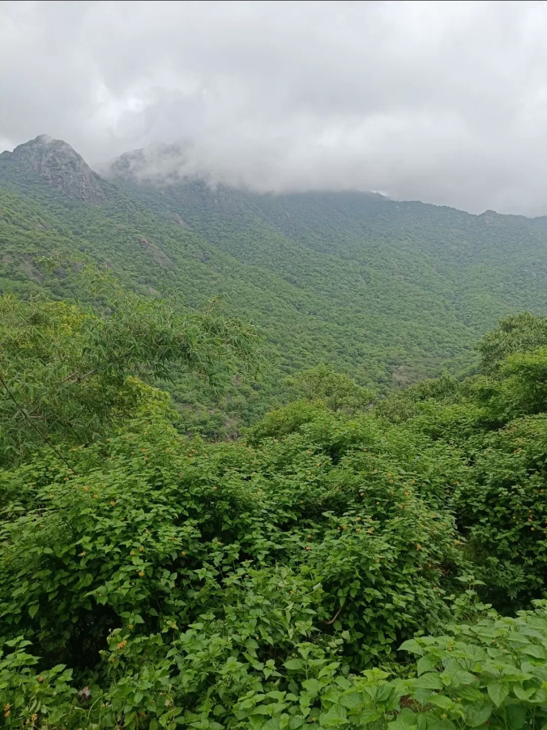 Photo of Mount Abu Wildlife Sanctuary By Tejas Modi