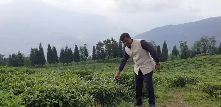 Photo of Temi Tea Estate By Pankaj Biswas (akash)