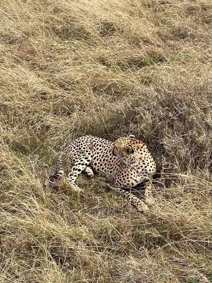 Photo of Masai Mara National Reserve By Pankaj Biswas (akash)