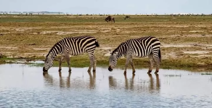 Photo of Masai Mara National Reserve By Pankaj Biswas (akash)