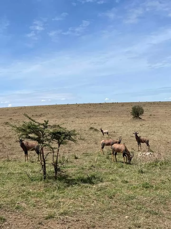 Photo of Masai Mara National Reserve By Pankaj Biswas (akash)