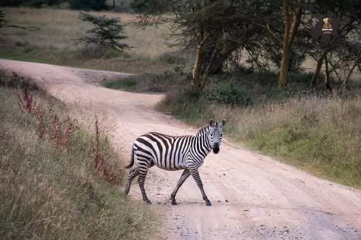 Photo of Masai Mara National Reserve By Pankaj Biswas (akash)