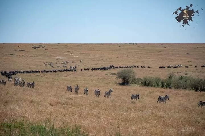 Photo of Masai Mara National Reserve By Pankaj Biswas (akash)