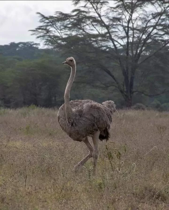 Photo of Masai Mara National Reserve By Pankaj Biswas (akash)